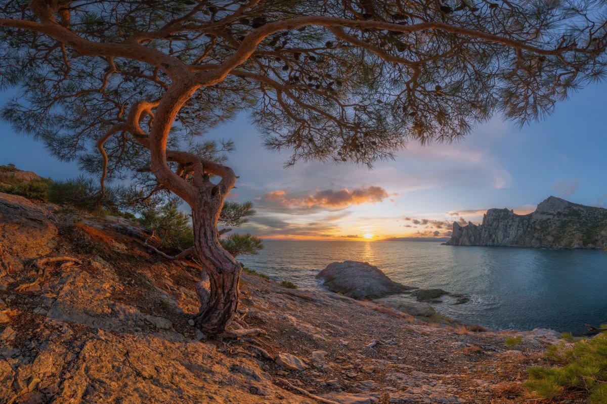 Крым сосны горы море Песчаное