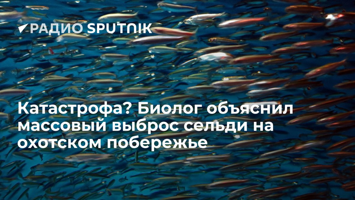 МАКРЕЛЬНЫЙ ветер пригоняет к берегам сельдь
