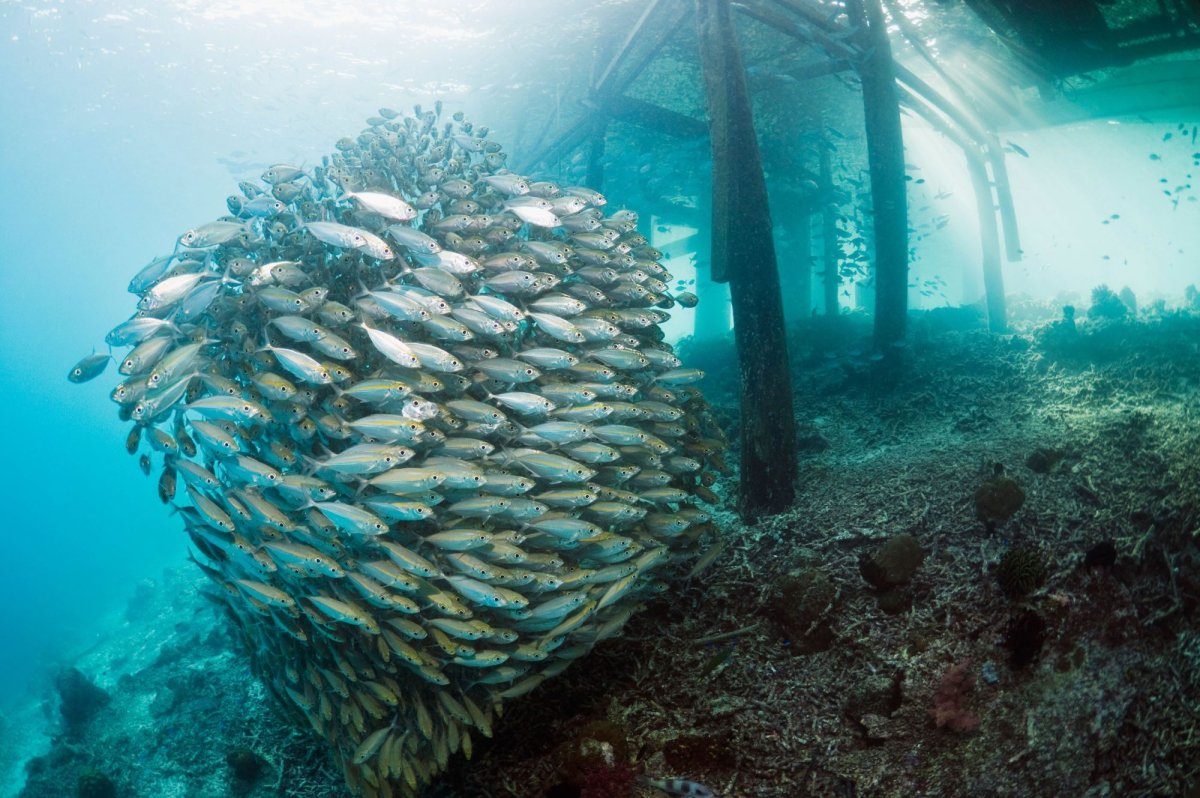 Рыба черное море дно