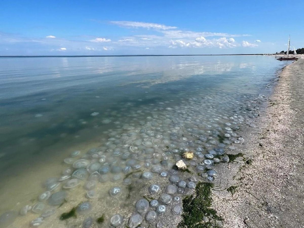 Новомаргаритово Азовское море