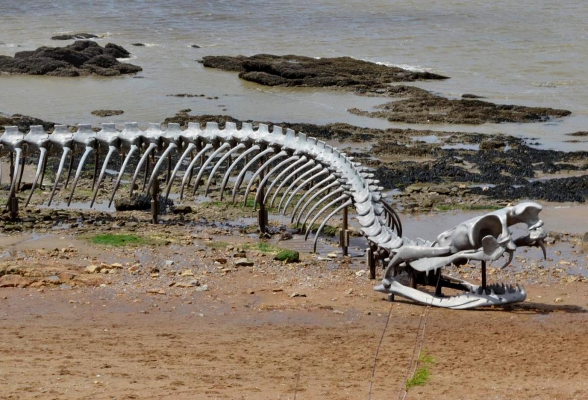 Serpent d'Ocean Saint Brevin