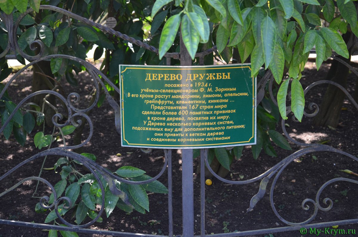 Дендрарий Сочи дерево дружбы