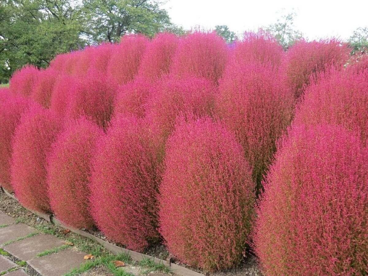 Сибирский Кипарис кохия