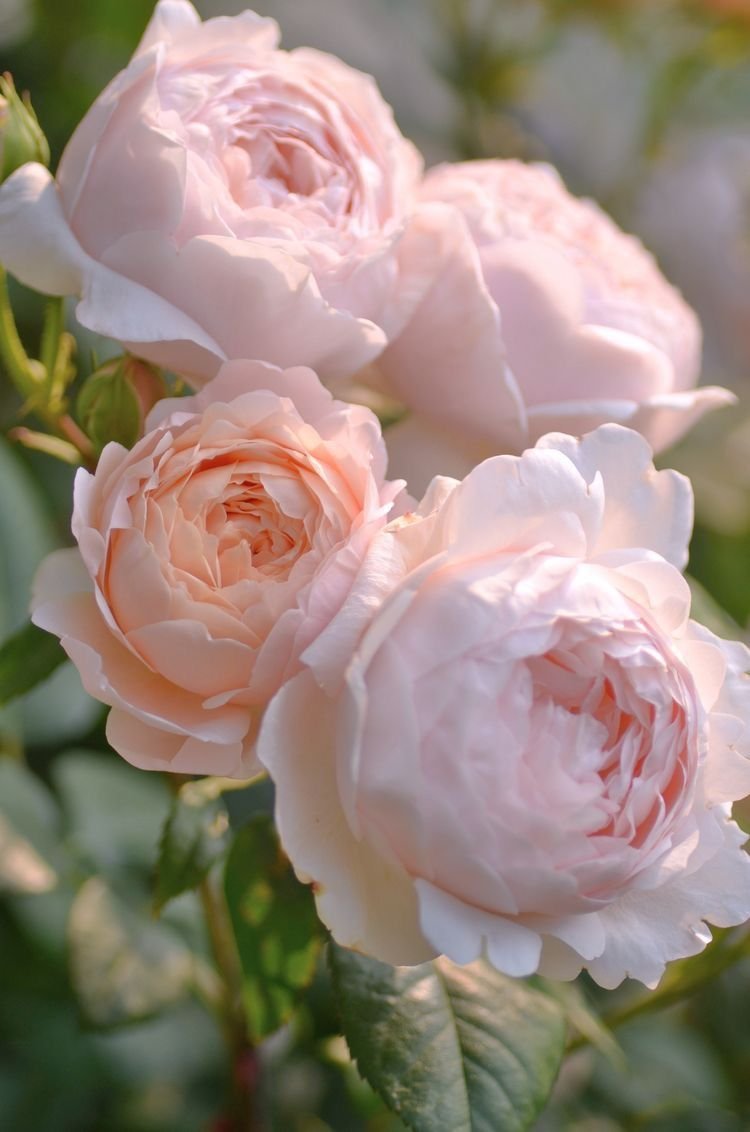 Роза Ambridge Rose