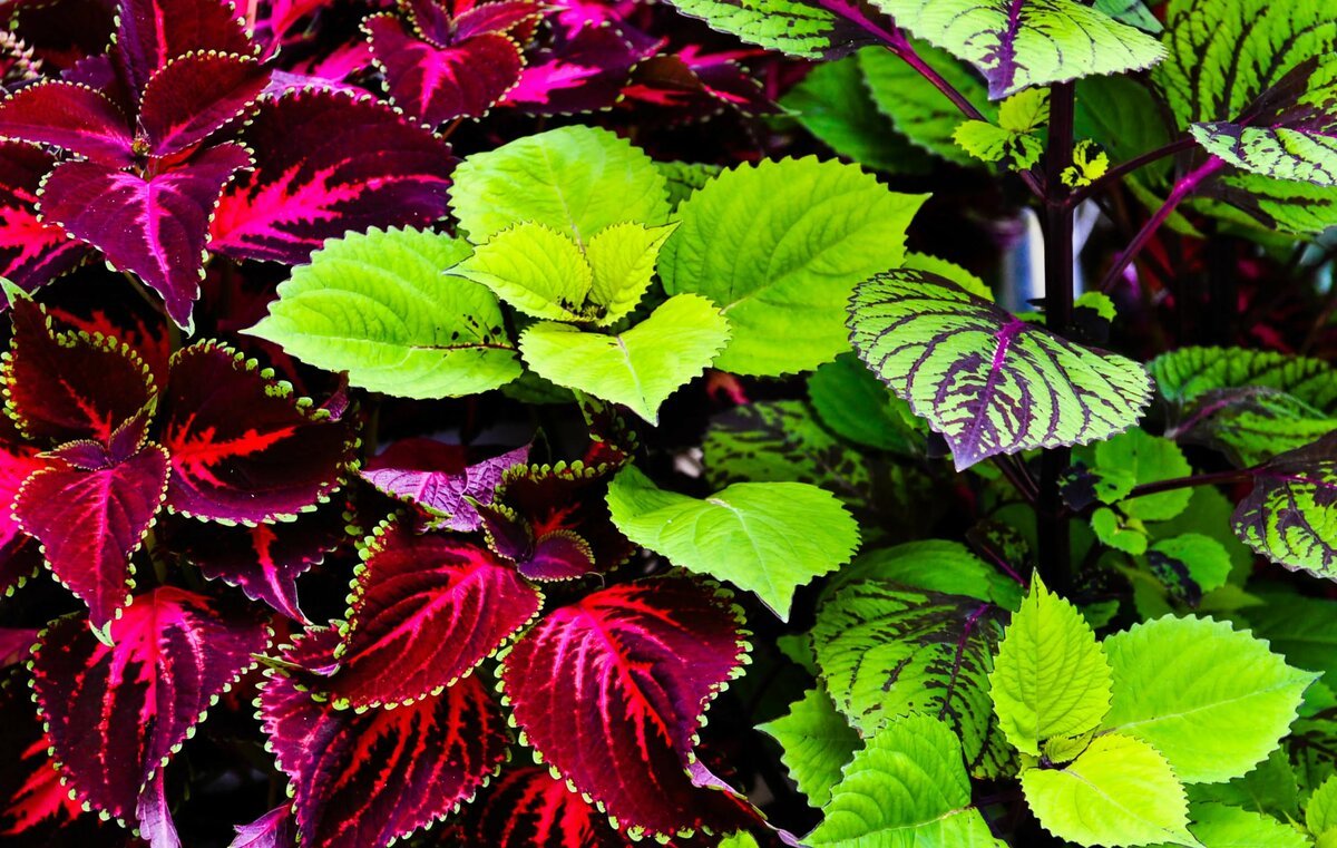 Колеус Coleus Juliet Quartermain
