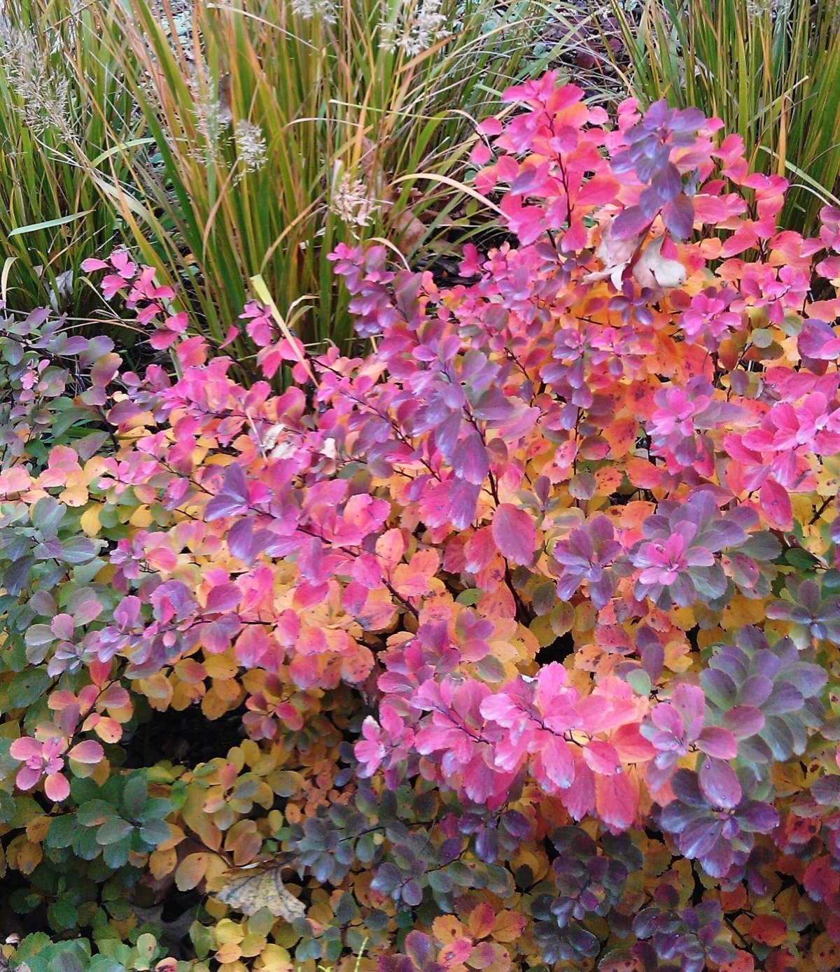 Spirea shrubs