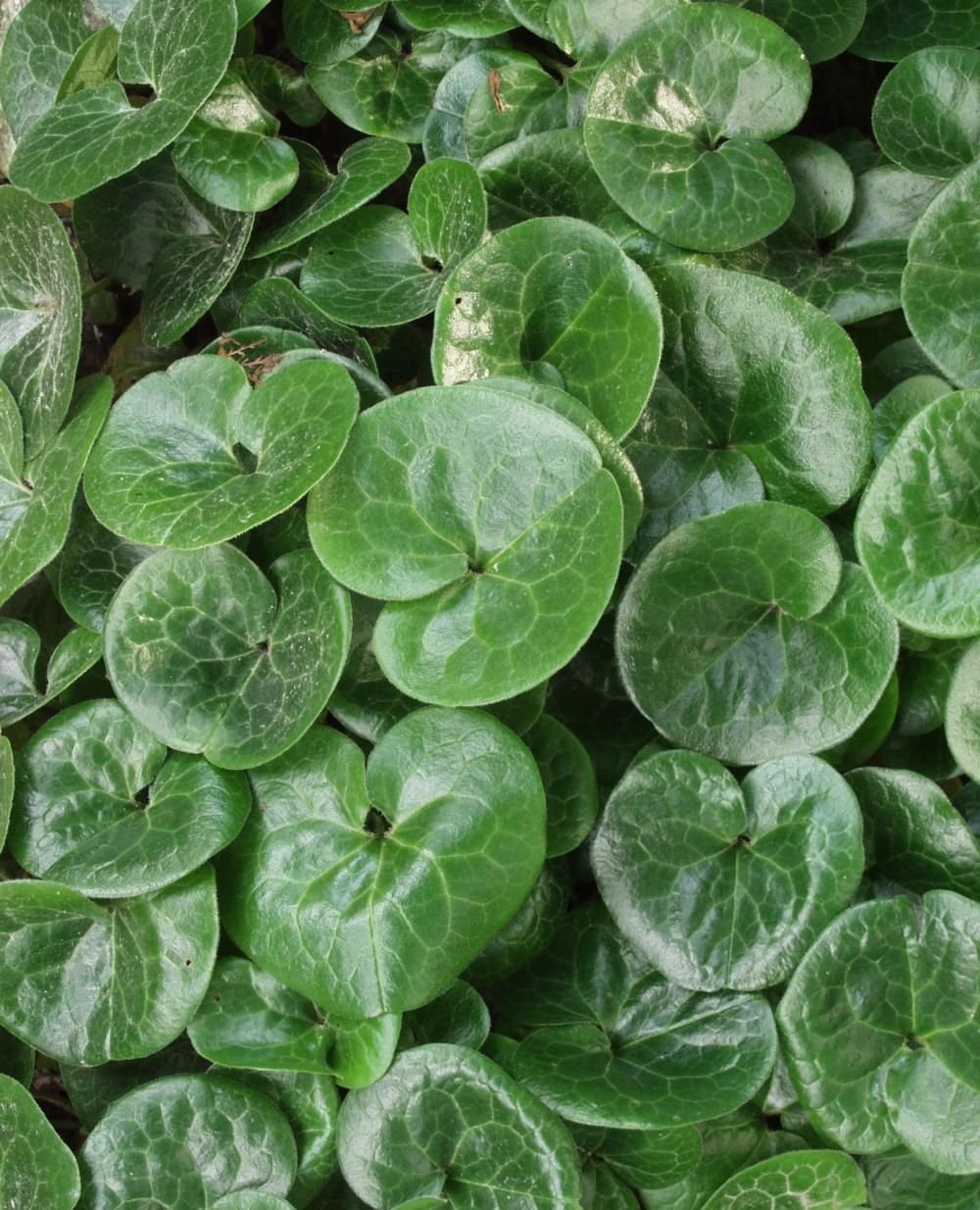 Копытень Европейский Asarum europaeum