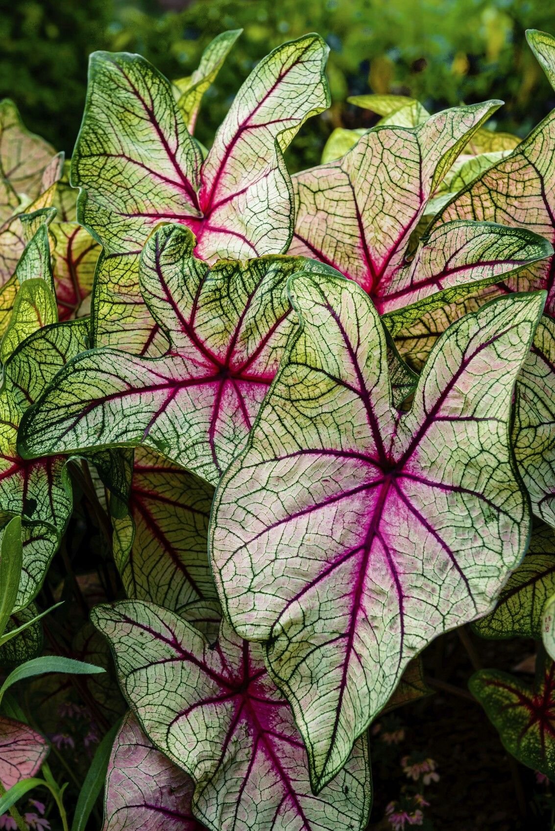 Каладиум Pink Beauty