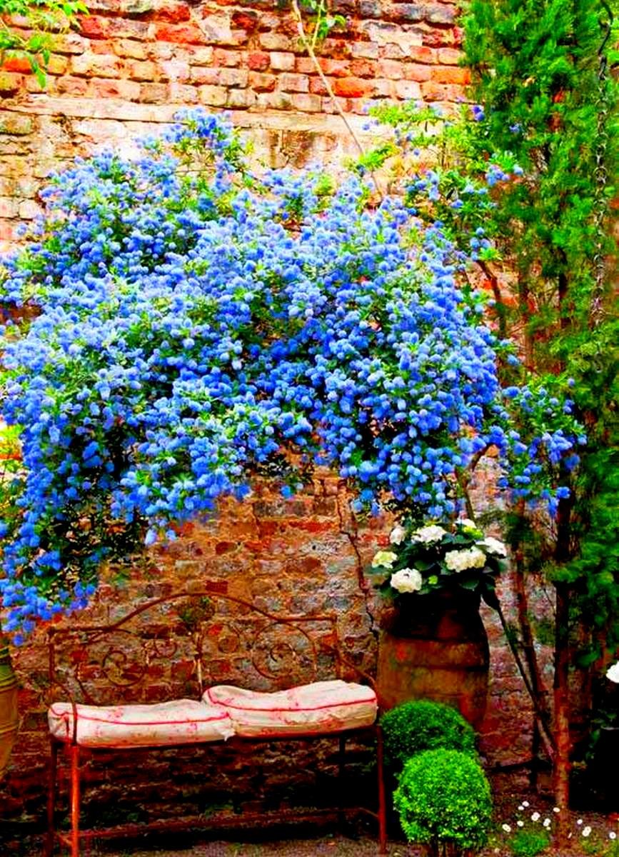 Plumbago caerulea английские сады