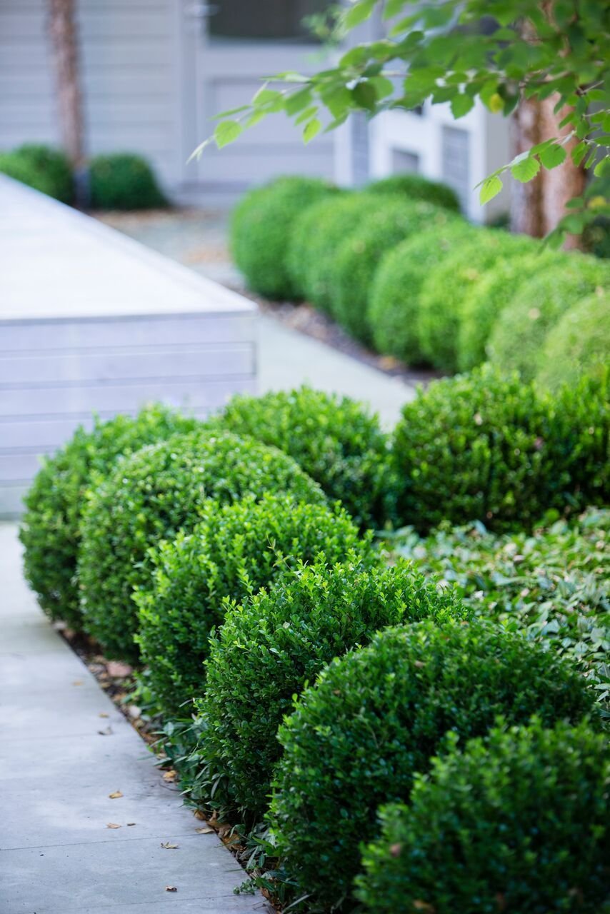 Buxus sempervirens самшит