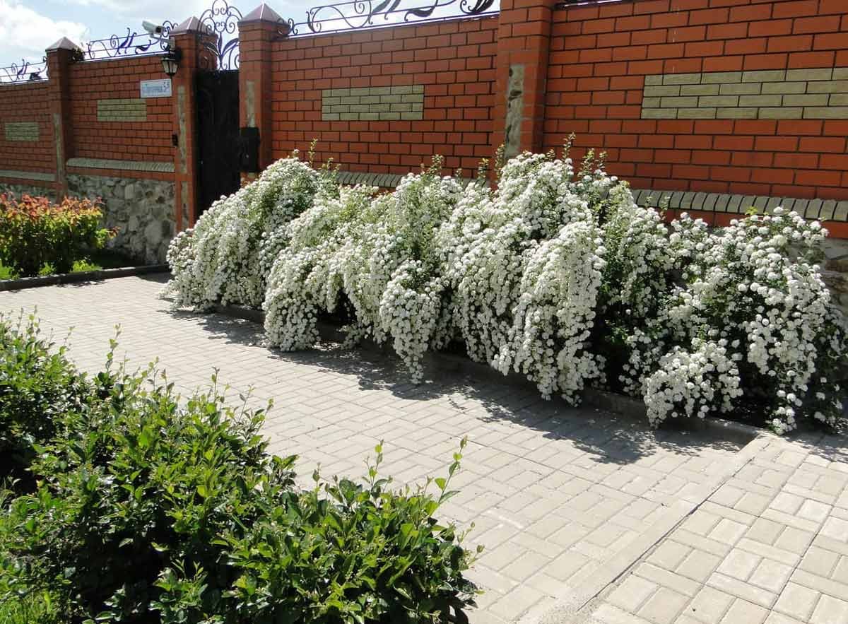 Спирея Грефшейм изгородь