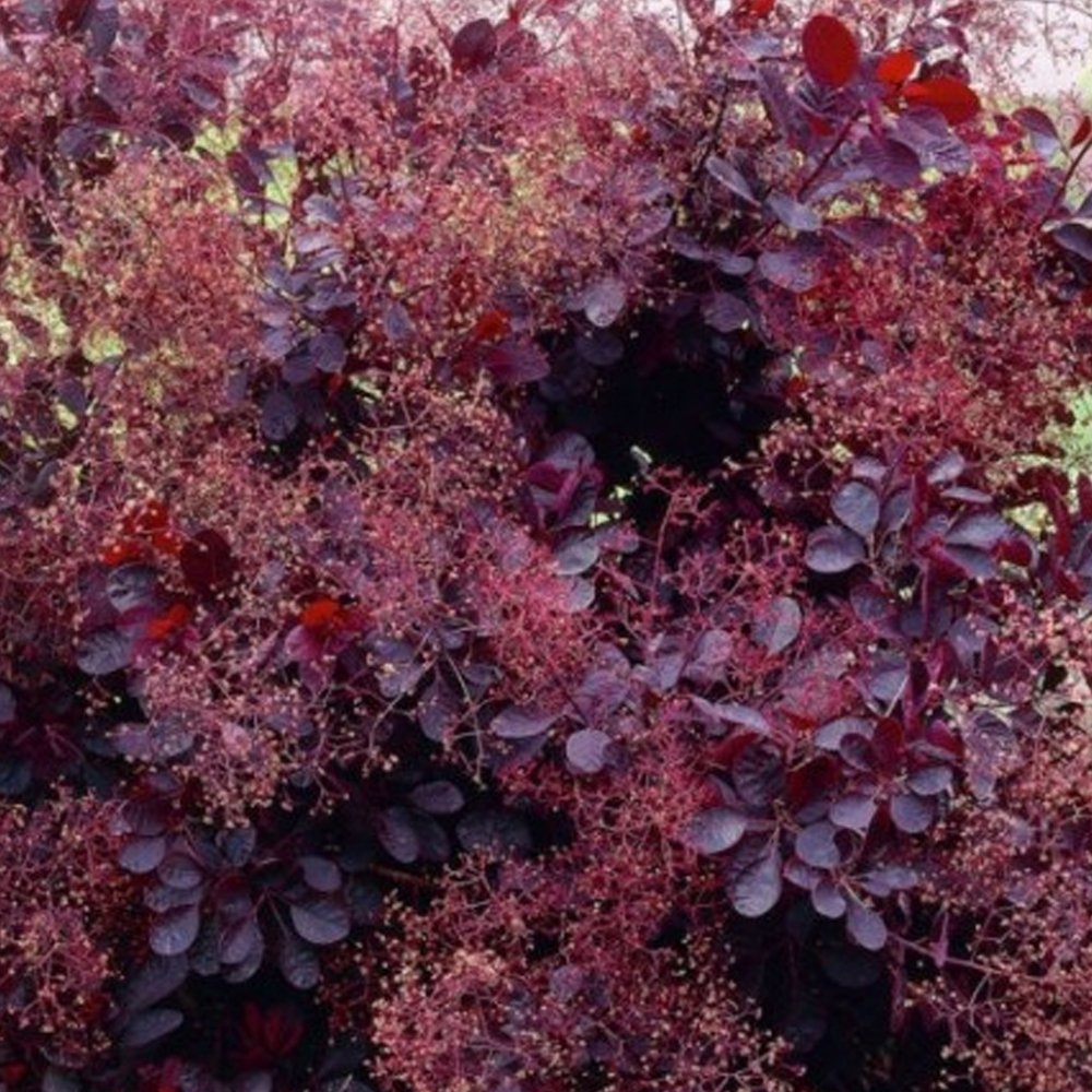 Скумпия Кожевенная Royal Purple