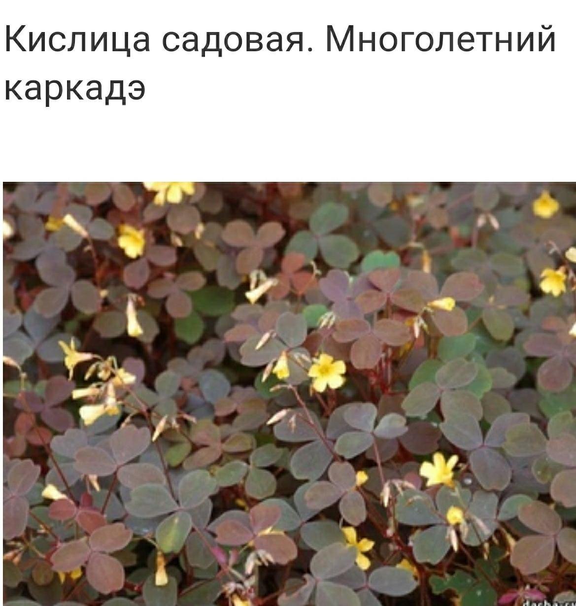 Оксалис бургунди