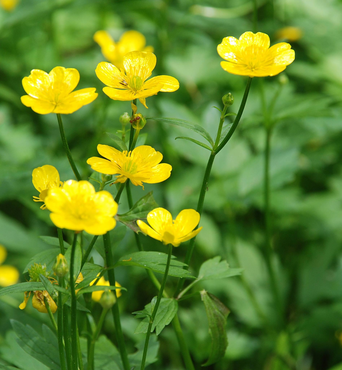 Лютик едкий (Ranúnculus Ácris