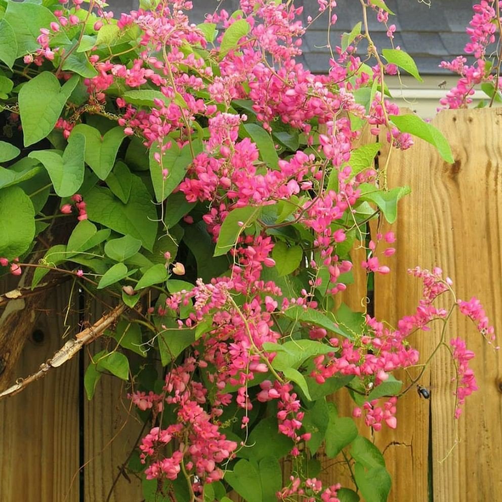 Antigonon leptopus Лиана