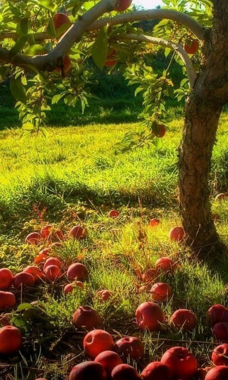 Фруктовые деревья для сада