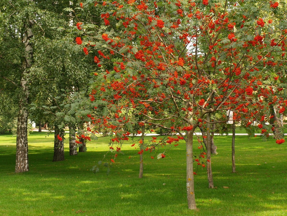 Sorbus aucuparia дерево
