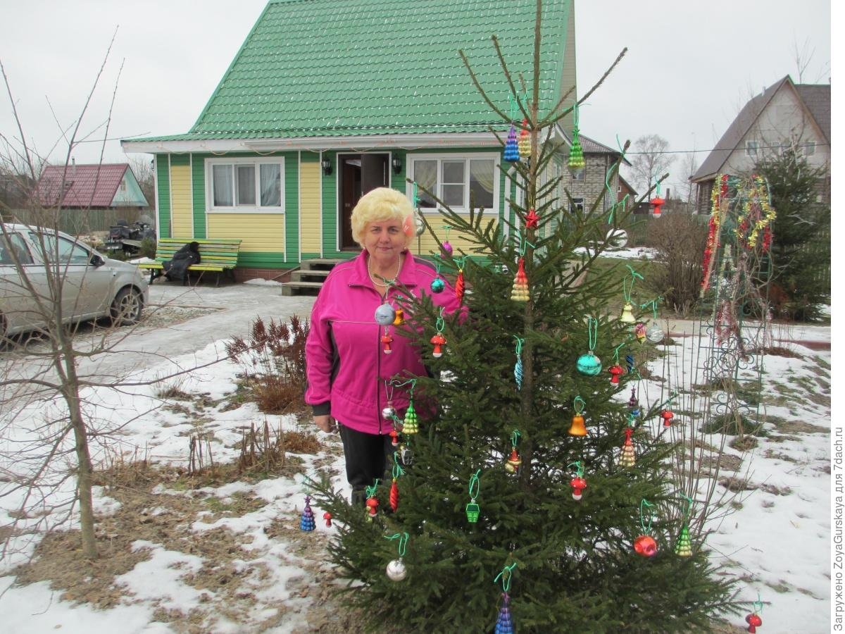 Новогодняя ель на участке