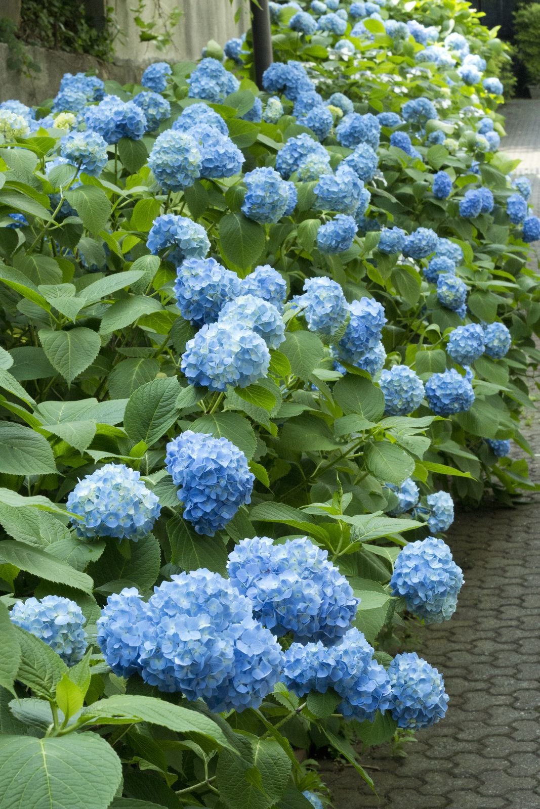 Гортензия крупнолистная France Blue