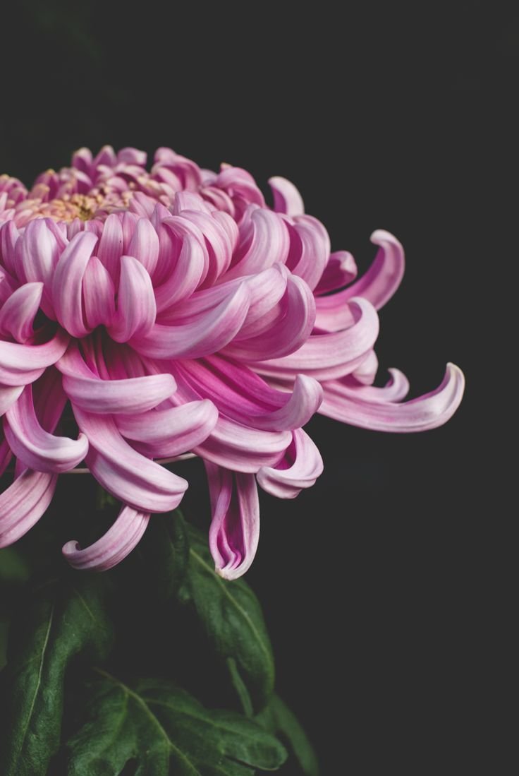 Chrysanthemum morifolium Dark Pink