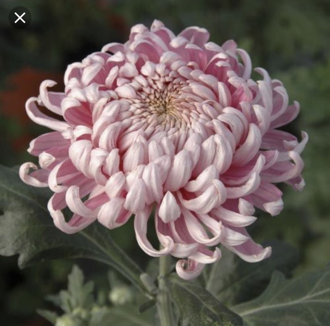 Хризантема Allouise Pink