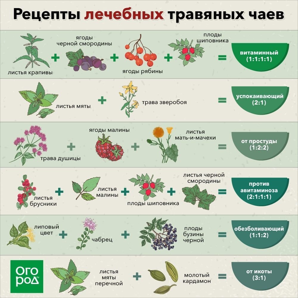 Перечень трав для чая