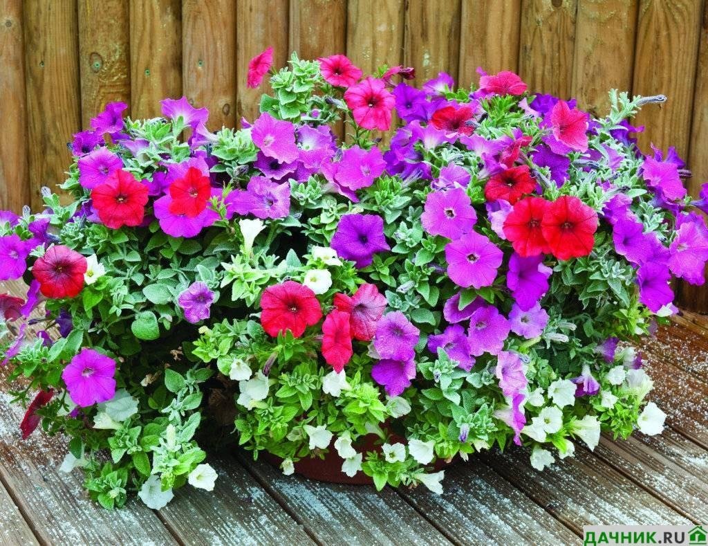 Петунья ампельная разноцветная