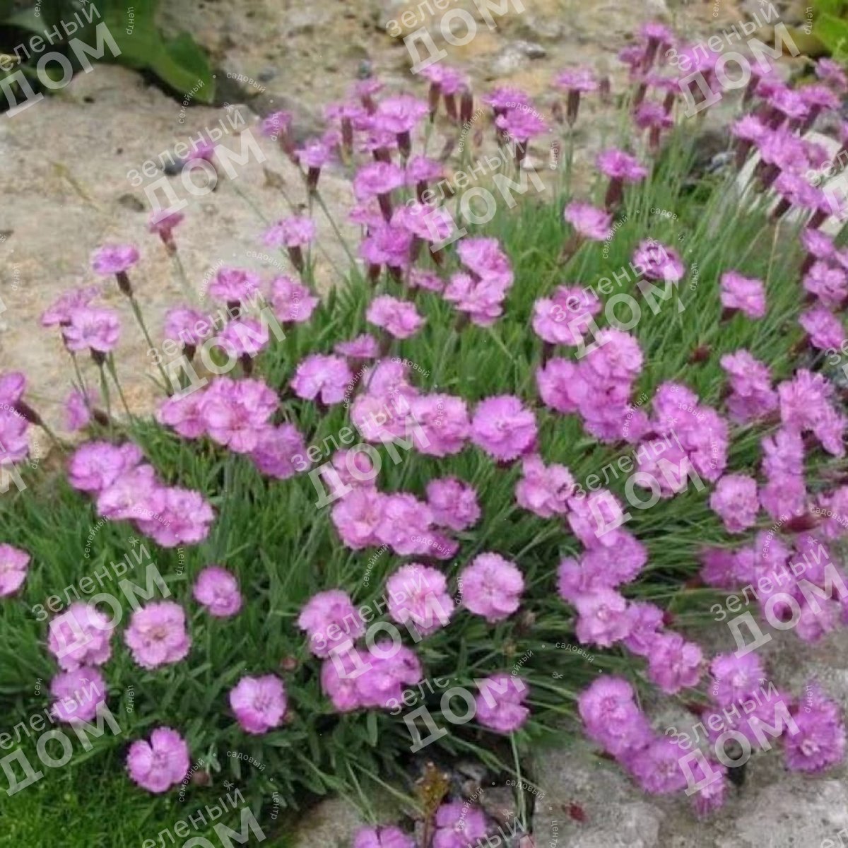 Гвоздика перистая "Dinetta Pink"