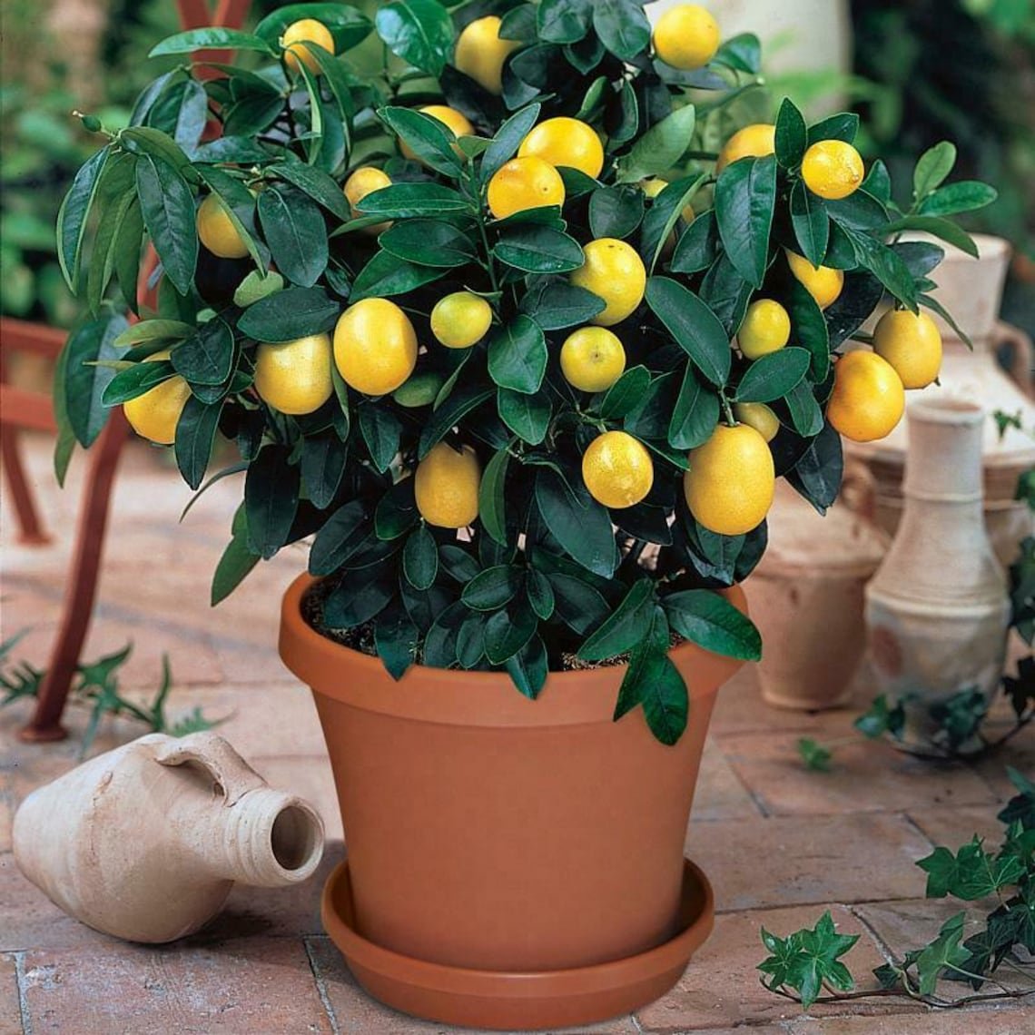 Lemon Tree (лимонное дерево)