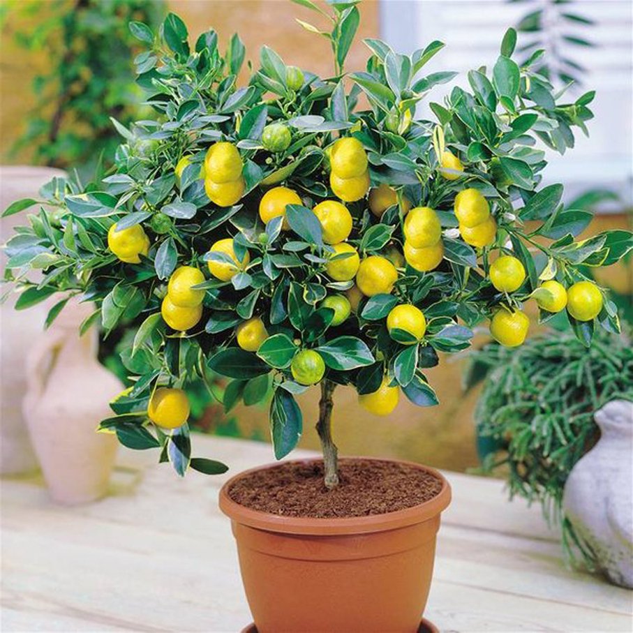 Lemon Tree (лимонное дерево)