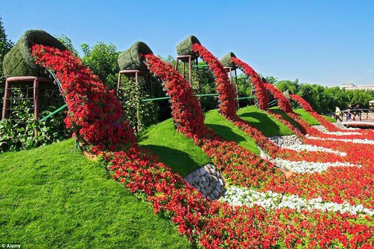 Самые большие цветы для сада