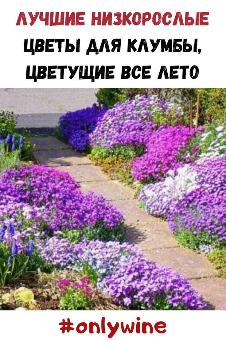 Обриета фруктовое ассорти и синий Каскад в саду