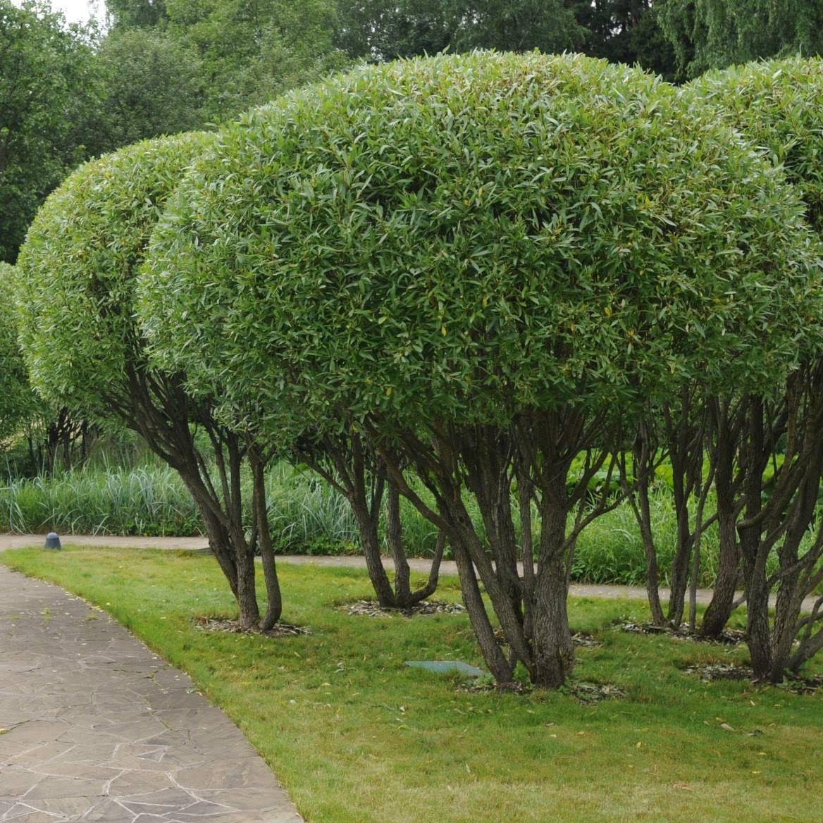 Ива ломкая bullata
