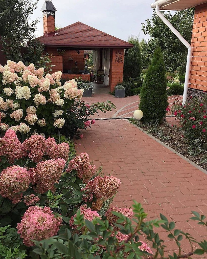 Гортензия метельчатая Westerland