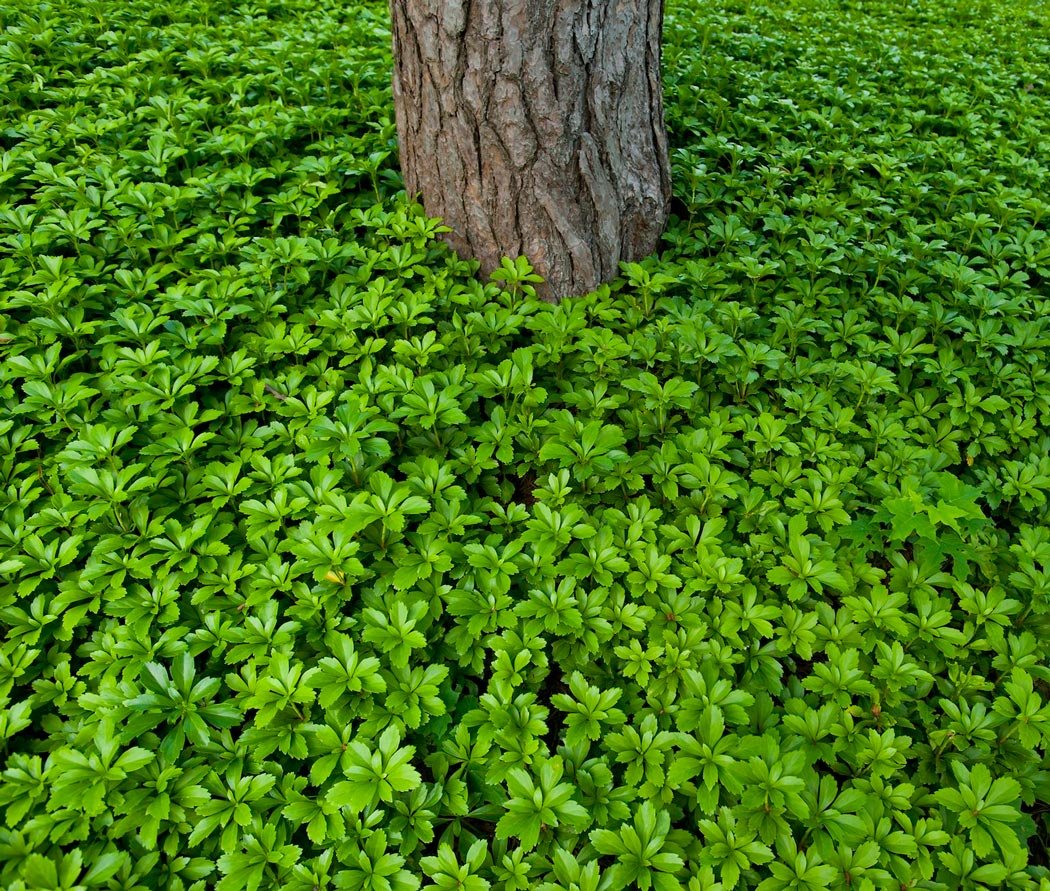 Пахизандра верхушечная Green Carpet
