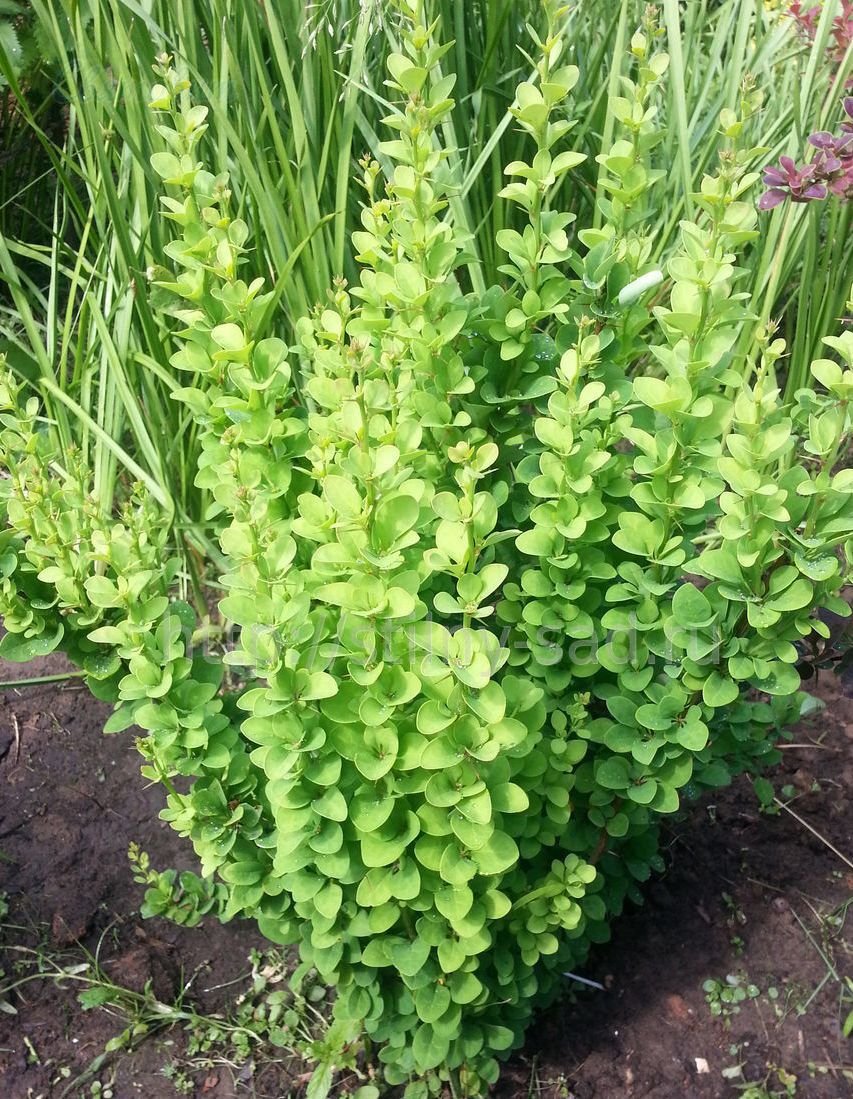 Барбарис Тунберга erecta