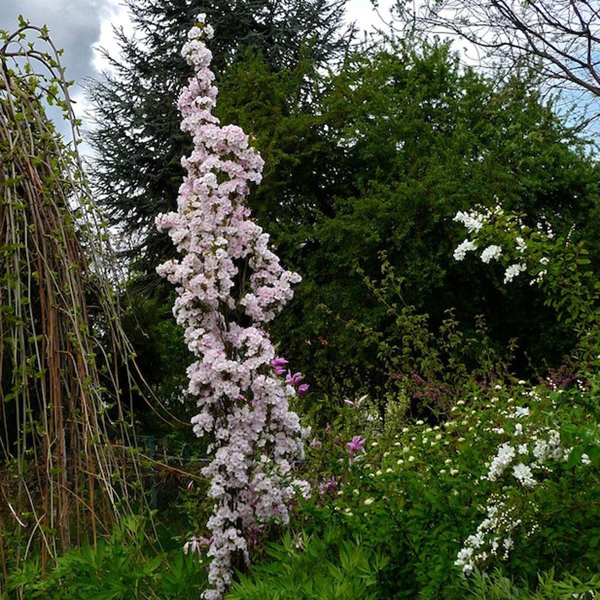 Prunus serrulata Amanogawa
