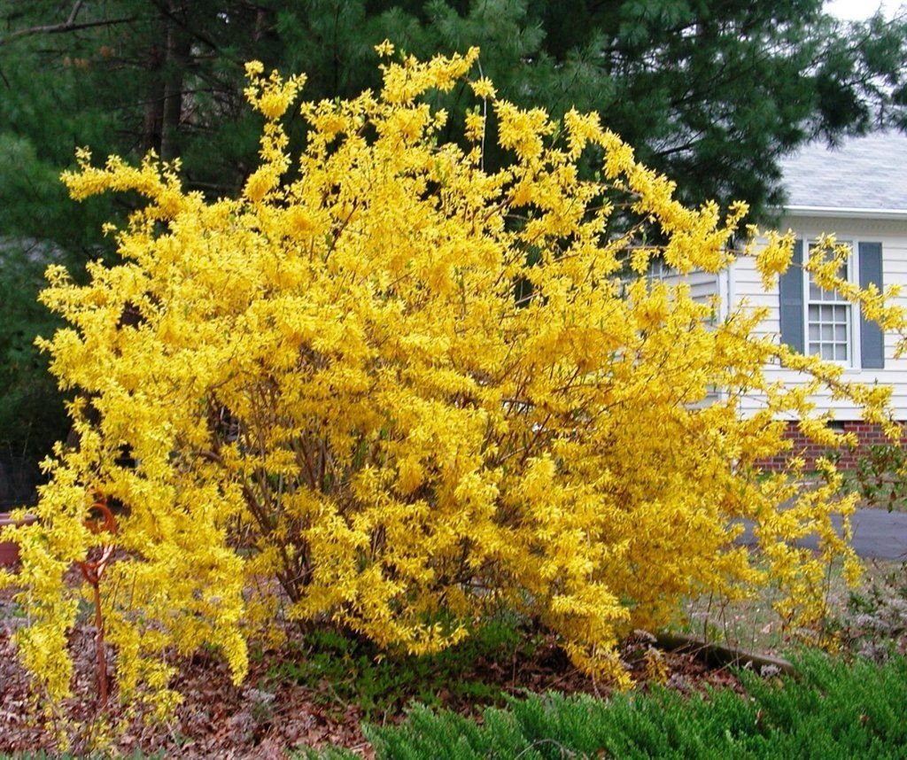 Форзиция промежуточная (Forsythia Intermedia Lynwood c2