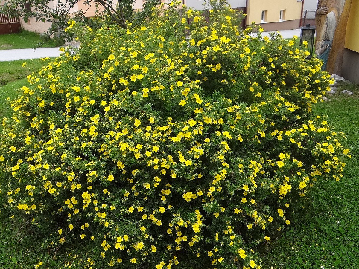 Лапчатка кустарниковая желтая