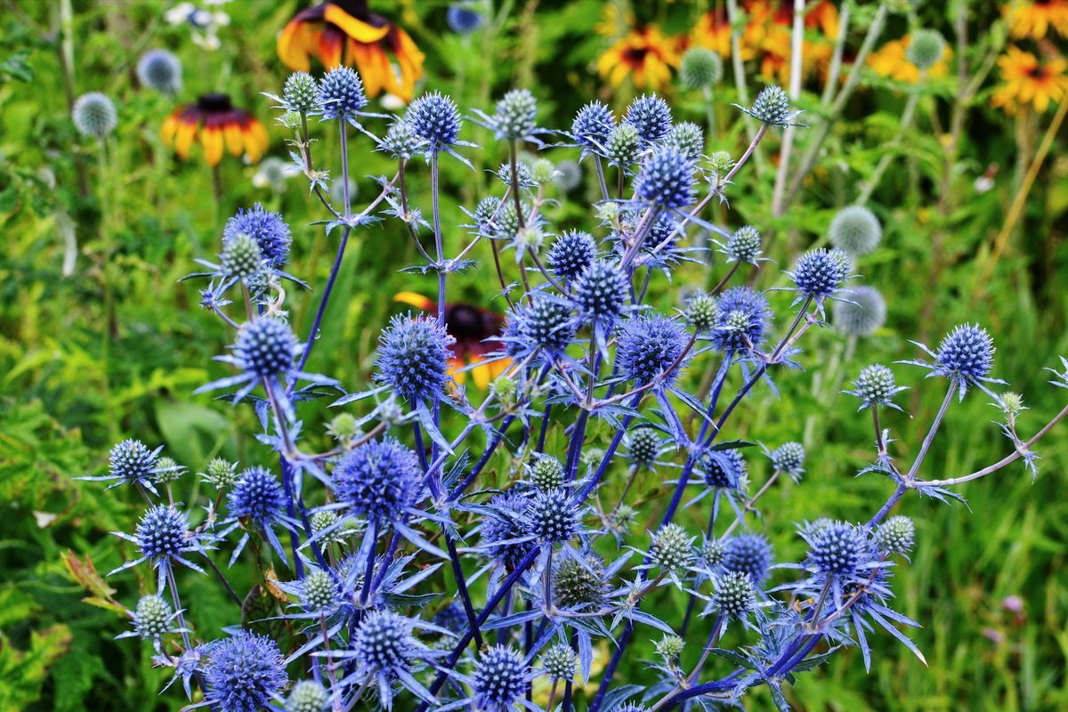 Синеголовник плосколистный Eryngium Planum