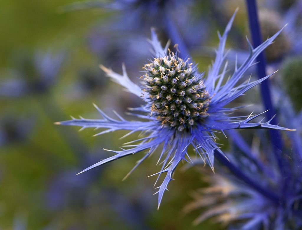 Синеголовник (Eryngium)