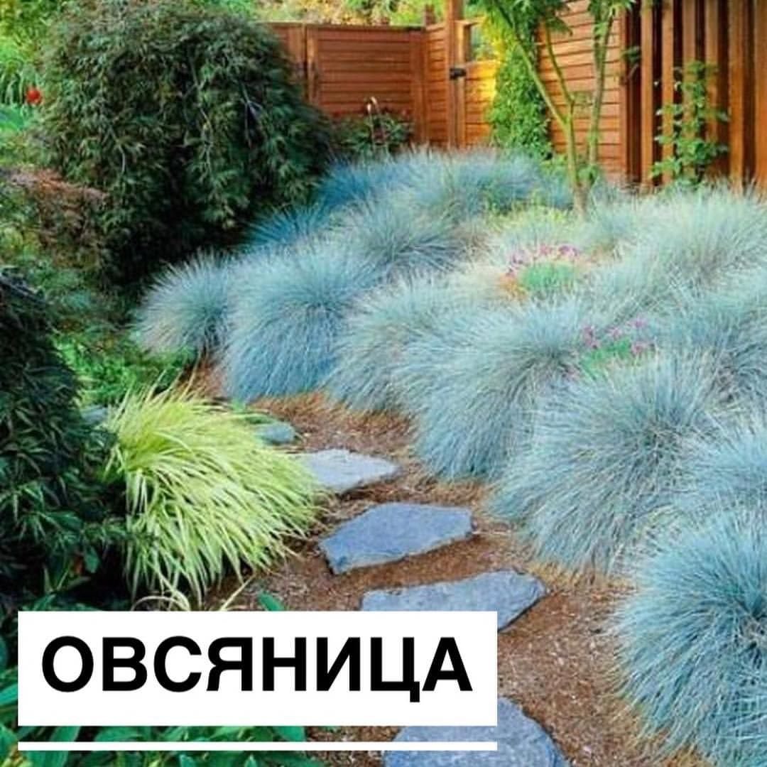 Овсяница сизая с гортензией