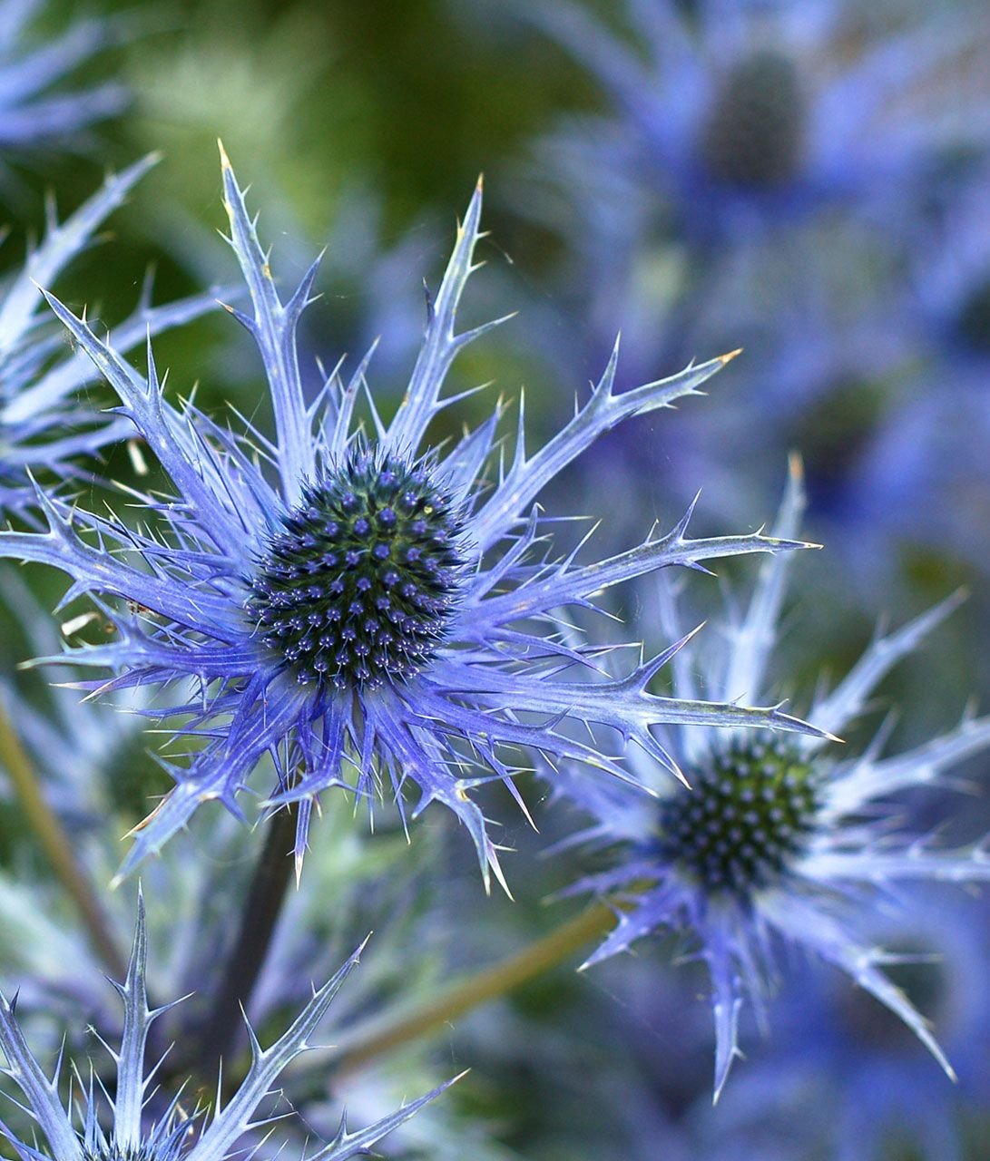 Синеголовник (Eryngium)