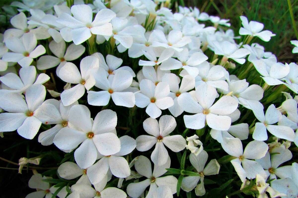 Флокс Maischnee