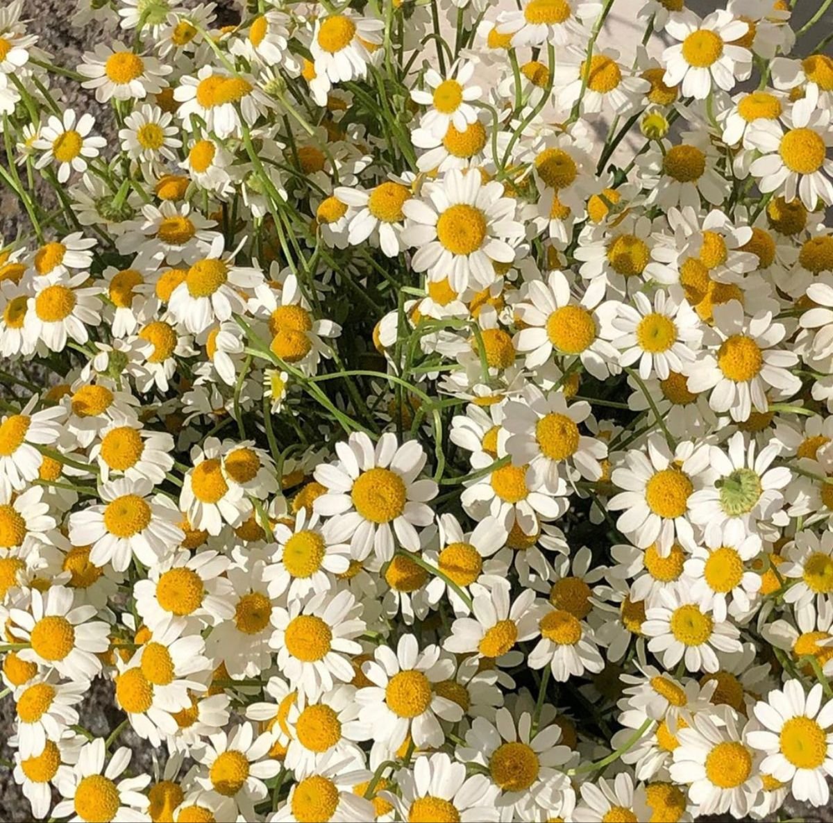 Aesthetic Flower Royal
