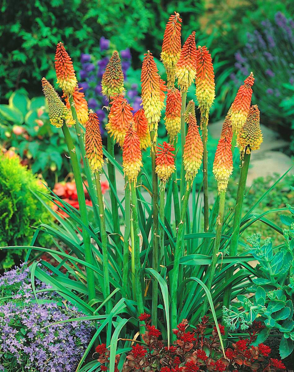 Книфофия Ягодная (Kniphofia uvaria)
