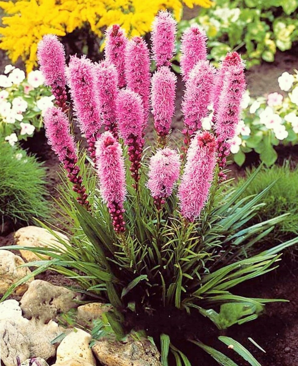 Лиатрис спиката spicata