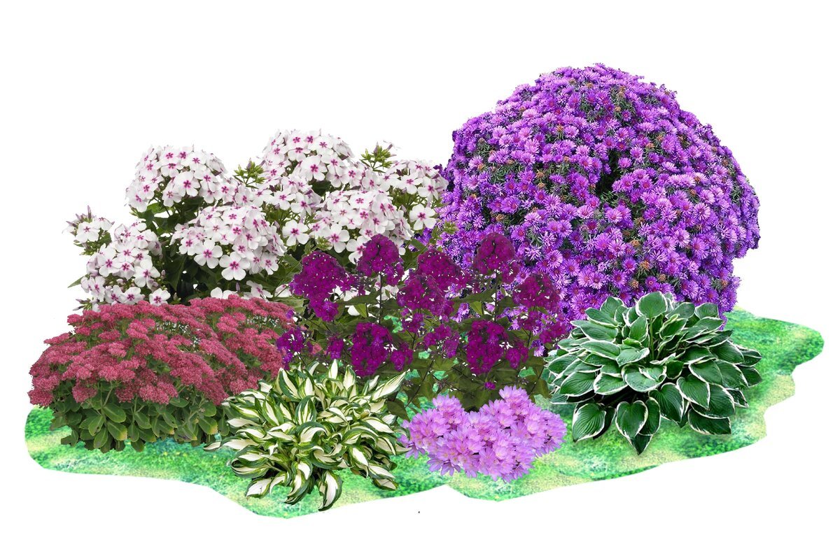 Флокс непрерывного цветения