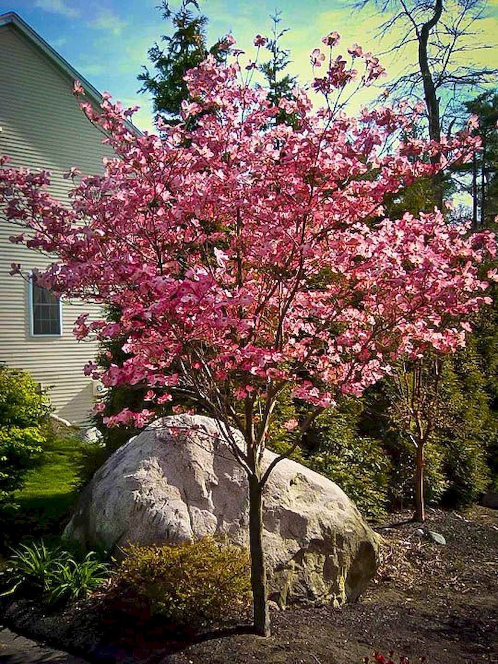 Dogwood дерево
