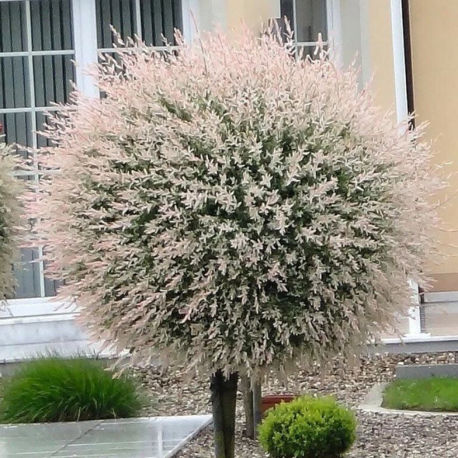 Ива Хакуро нишики